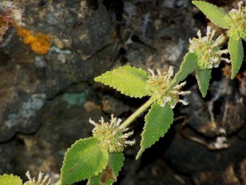 Pseudodictamnus hispanicus (=Ballota hispanica) / Cimiciotta maggiore